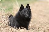 SCHIPPERKE 441